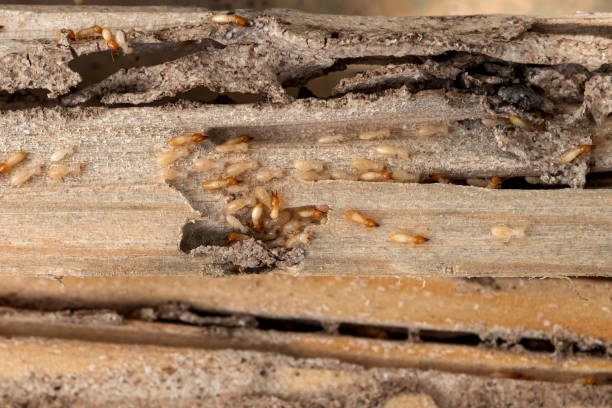 Best Pest Control Near Me  in Port Dickinson, NY
