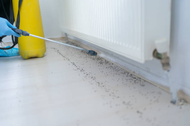 Best Pest Control Near Me  in Port Dickinson, NY