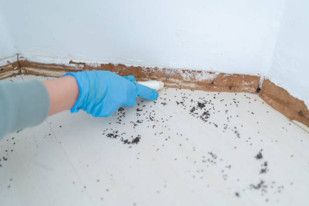 Best Best Pest Control Companies  in Port Dickinson, NY